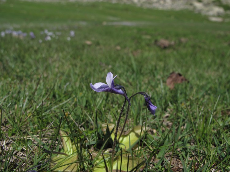 Pinguicula corsica